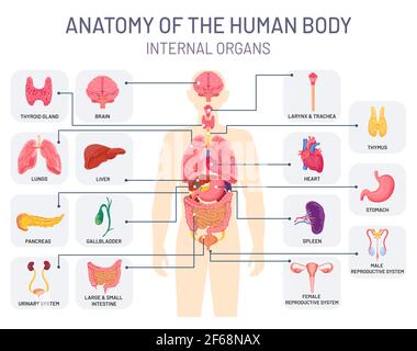 System der menschlichen Organe. Medizinische Körperanatomie, Mensch innere Physiologie Teile. Vektor-Infografik für Atemwege, Fortpflanzungs- und Verdauungssysteme Stock Vektor