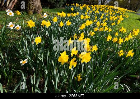 Bank von goldenen Narzissen blüht im Frühling Sonnenschein im März, 2021 - Reading, Berkshire, England, Großbritannien Stockfoto
