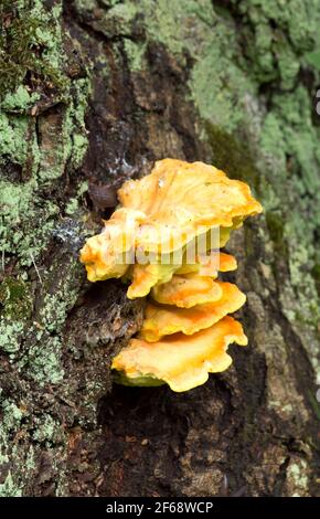 Schwefel-Polypore, Laetiporus sulfureus, der auf Holz wächst Stockfoto