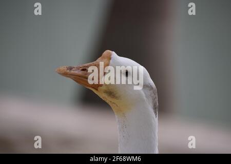 Wasservögel Portrait Tag, Indien, Amethi. Stockfoto