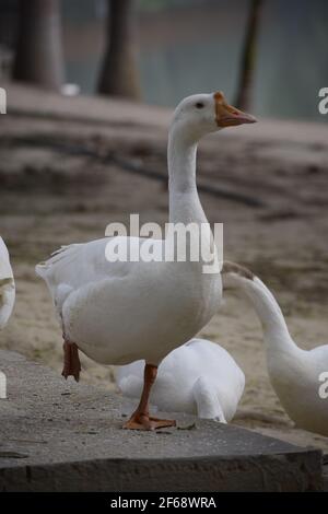 Angry Waterfowl Portrait Day, Indien, Amethi. Stockfoto