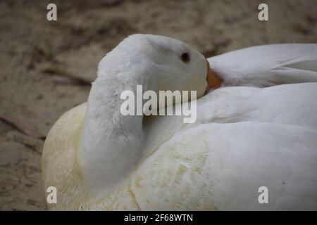 Ente, die Ruhe im Park, Indien, Amethi. Stockfoto