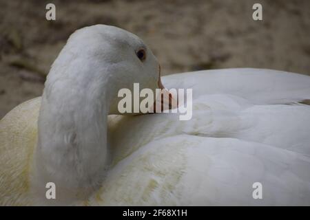 Ente, die Ruhe im Park, Indien, Amethi. Stockfoto