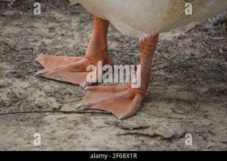 Weißer Entenorangenschnabel und Füße, Indien, Amethi. Stockfoto