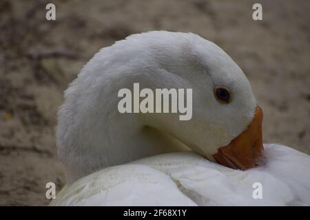 Ente, die Ruhe im Park, Indien, Amethi. Stockfoto