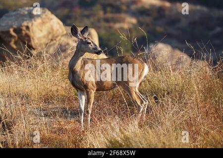 Lauschende Mule Deer im Rocky Peak Park in den Santa Susana Mountains in der Nähe von Los Angeles und Simi Valley, Kalifornien. Stockfoto