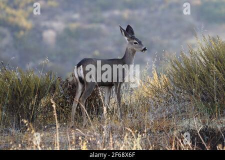 Young Mule Deer auf dem Ridge im Rocky Peak Park in den Santa Susana Mountains in der Nähe von Los Angeles und Simi Valley, Kalifornien. Stockfoto