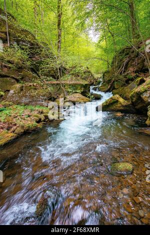 bach schlängelt sich durch Felsen im Wald. Schnelles Wasser fließt zwischen moosigen Felsbrocken und Buchen. Wunderbare Naturkulisse im Frühjahr Stockfoto
