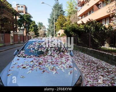 Auto und Gehweg mit verblassten Magnolienblättern bedeckt Stockfoto