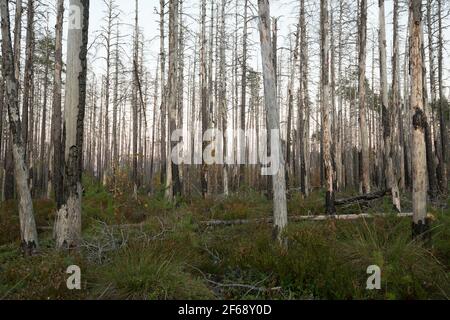 Herbstszene aus einem verbrannten Kiefernwald in schweden Stockfoto