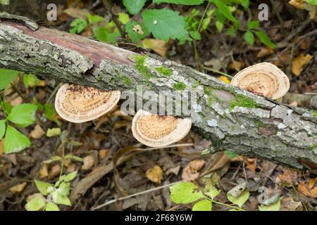 Dünnwandiges Labyrinth polypore, Daedaleopsis confragosa wächst auf hellem Holz Stockfoto