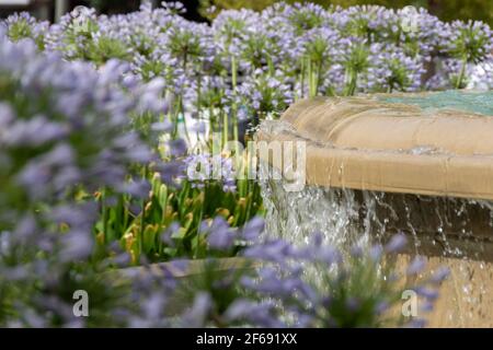 Brunnen der Schlachten in Granada umgeben von purpurnen Agapanthus-Blüten (Agapanthus africanus), die in erfrischendem Wasser getaucht sind Stockfoto