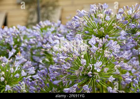 Brunnen der Schlachten in Granada umgeben von purpurnen Agapanthus-Blüten (Agapanthus africanus), die in erfrischendem Wasser getaucht sind Stockfoto