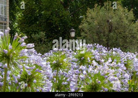 Brunnen der Schlachten in Granada umgeben von purpurnen Agapanthus-Blüten (Agapanthus africanus), die in erfrischendem Wasser getaucht sind Stockfoto