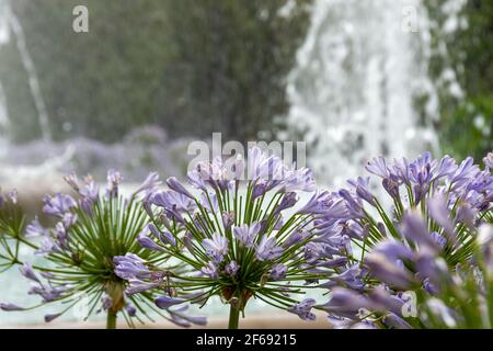 Brunnen der Schlachten in Granada umgeben von purpurnen Agapanthus-Blüten (Agapanthus africanus), die in erfrischendem Wasser getaucht sind Stockfoto