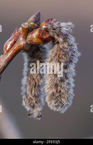 Weibliche Blüten von Populus tremula Stockfoto