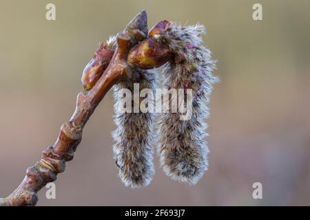 Weibliche Blüten von Populus tremula Stockfoto