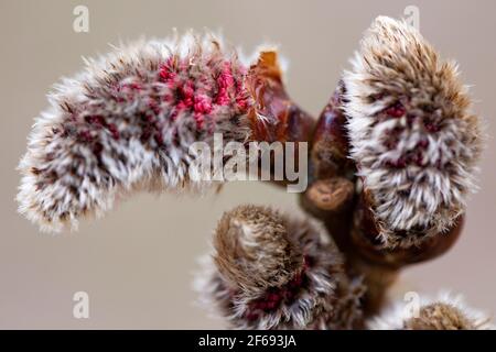 Männliche Blüten von Populus tremula Stockfoto