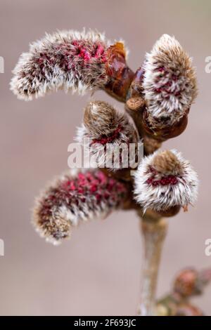 Männliche Blüten von Populus tremula Stockfoto