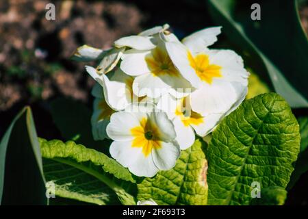 Reims Frankreich 29. März 2021 Nahaufnahme von Frühlingsblumen, die in einem öffentlichen Garten in der Stadt Reims wachsen Stockfoto