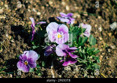 Reims Frankreich 29. März 2021 Nahaufnahme von Frühlingsblumen, die in einem öffentlichen Garten in der Stadt Reims wachsen Stockfoto