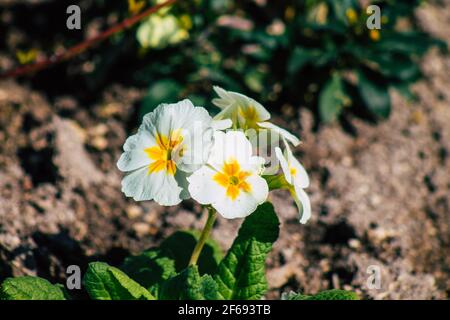 Reims Frankreich 29. März 2021 Nahaufnahme von Frühlingsblumen, die in einem öffentlichen Garten in der Stadt Reims wachsen Stockfoto