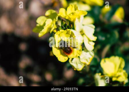 Reims Frankreich 29. März 2021 Nahaufnahme von Frühlingsblumen, die in einem öffentlichen Garten in der Stadt Reims wachsen Stockfoto