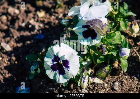 Reims Frankreich 29. März 2021 Nahaufnahme von Frühlingsblumen, die in einem öffentlichen Garten in der Stadt Reims wachsen Stockfoto