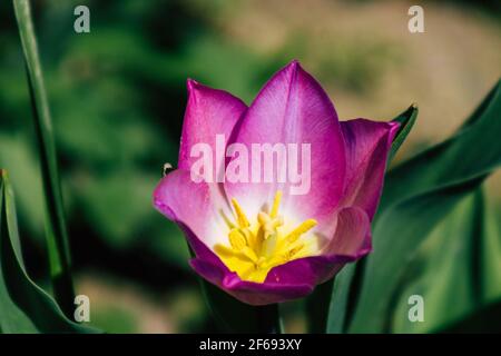 Reims Frankreich 29. März 2021 Nahaufnahme von Frühlingsblumen, die in einem öffentlichen Garten in der Stadt Reims wachsen Stockfoto