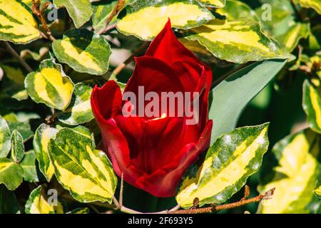 Reims Frankreich 29. März 2021 Nahaufnahme von Frühlingsblumen, die in einem öffentlichen Garten in der Stadt Reims wachsen Stockfoto