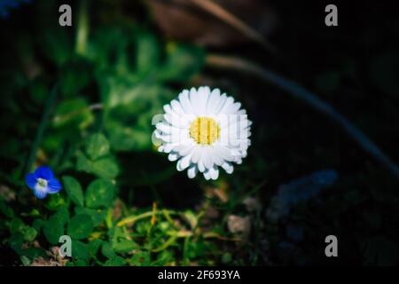 Reims Frankreich 29. März 2021 Nahaufnahme von Frühlingsblumen, die in einem öffentlichen Garten in der Stadt Reims wachsen Stockfoto