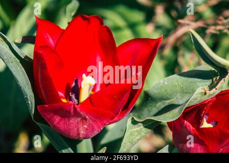 Reims Frankreich 29. März 2021 Nahaufnahme von Frühlingsblumen, die in einem öffentlichen Garten in der Stadt Reims wachsen Stockfoto