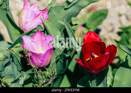 Reims Frankreich 29. März 2021 Nahaufnahme von Frühlingsblumen, die in einem öffentlichen Garten in der Stadt Reims wachsen Stockfoto