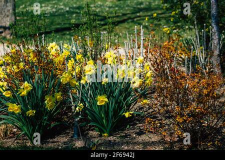 Reims Frankreich 29. März 2021 Nahaufnahme von Frühlingsblumen, die in einem öffentlichen Garten in der Stadt Reims wachsen Stockfoto