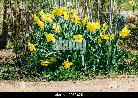 Reims Frankreich 29. März 2021 Nahaufnahme von Frühlingsblumen, die in einem öffentlichen Garten in der Stadt Reims wachsen Stockfoto