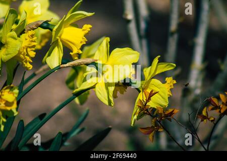 Reims Frankreich 29. März 2021 Nahaufnahme von Frühlingsblumen, die in einem öffentlichen Garten in der Stadt Reims wachsen Stockfoto