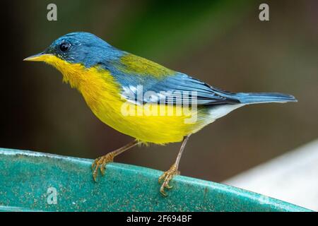 Tropical Parula (Setophaga pitiayumi) ist ein kleiner New World-Waldsänger. Es ist ein kleiner Singvögel. Stockfoto