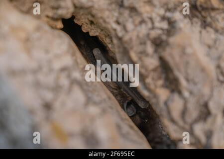 Eine kleine Fledermaus versteckt sich in einem Felsspalt Stockfoto