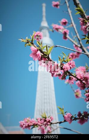 Pflaumenblüten und Tokyo Skytree gegen einen klaren blauen Himmel Stockfoto