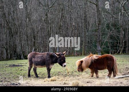 Ein kleiner Esel und ein braunes Shetland Pony in einem Ein Stockfoto