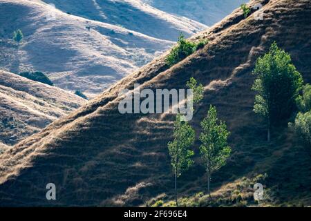Ackerland auf steilen Hügeln in der Nähe von Castlepoint, Wairarapa, Nordinsel, Neuseeland Stockfoto