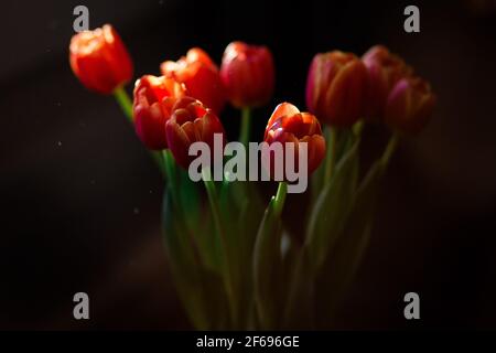 Bouquet von Tulpen in der Sonne mit Staubflecken Stockfoto