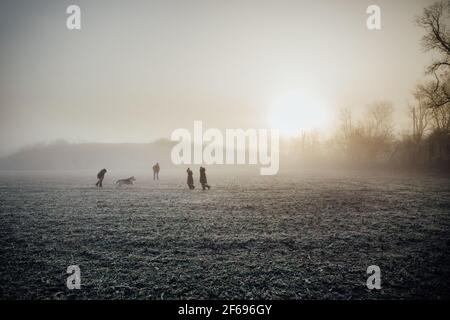 Kinder und Hunde spielen während nebligen Morgen auf dem Feld Stockfoto