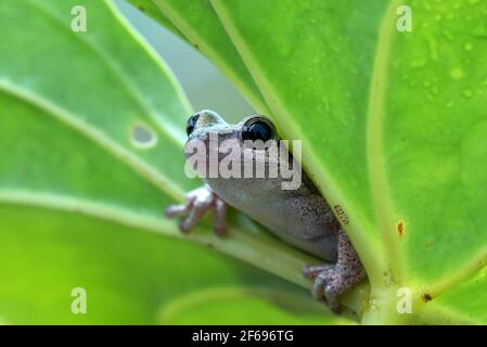 Kleiner roter Baumfrosch, der auf einem Blatt thront Stockfoto