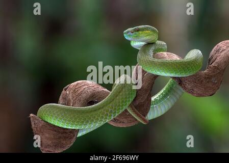 Weiß-lipped Insel Grube viper in dunklem Hintergrund Stockfoto