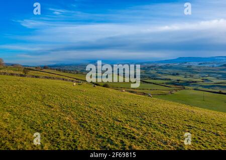 Schafe weiden im Winter in Wensleydale, Yorkshire Dales National Park Stockfoto