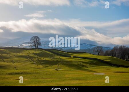 Schafe weiden im Winter in Wensleydale, Yorkshire Dales National Park Stockfoto