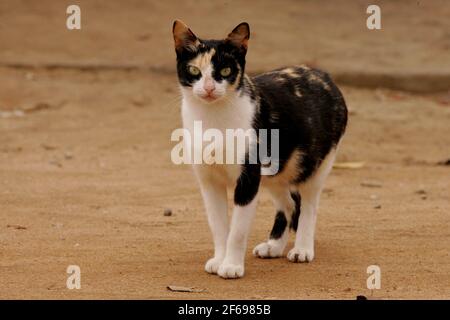 salvador, bahia / brasilien - 11. juni 2019:Katze ist auf der Straße in der Stadt Salvador gesehen. *** Ortsüberschrift *** . Stockfoto