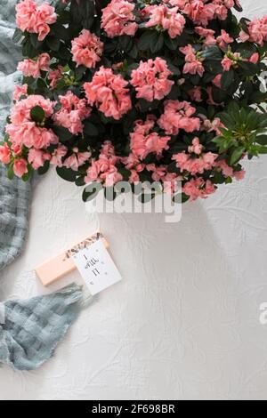 Rosa Geschenk auf einem weißen Muster Quilt mit einer positiven Botschaft eingeklebt 'Ich es wert'. Eine schöne rosa Azaleen Pflanze ist an der Spitze des Bildes mit Stockfoto