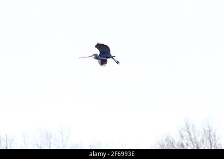 Großer Blaureiher, der einen Zweig trägt, um das Nest bei der Saatkrähenkolonie zu ergänzen. Stockfoto